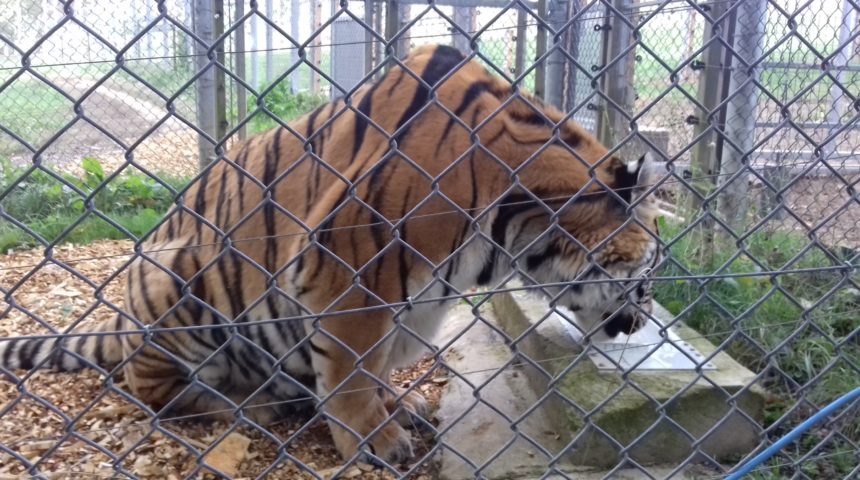 ZOO Tábor
